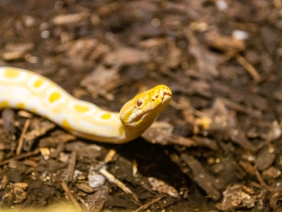 Indian rock python - De Zonnegloed - Animal park - Animal refuge centre 